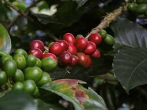 Caffeine
